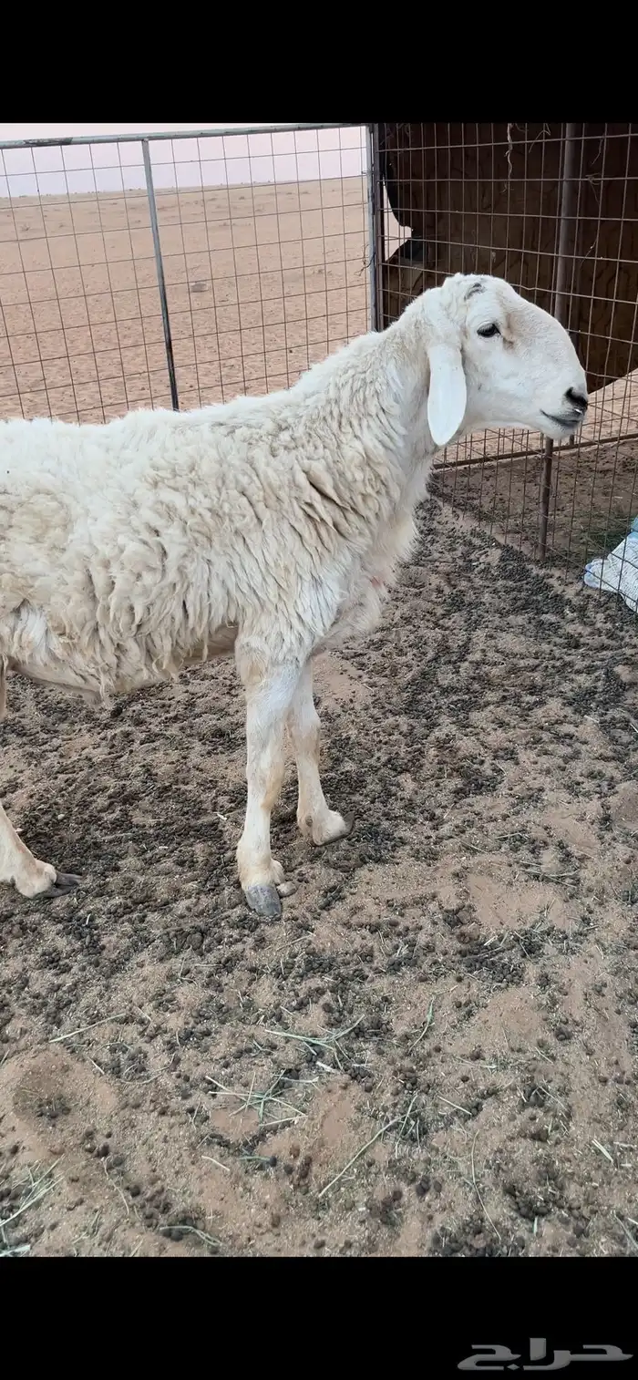 فحل حري فاخر 2