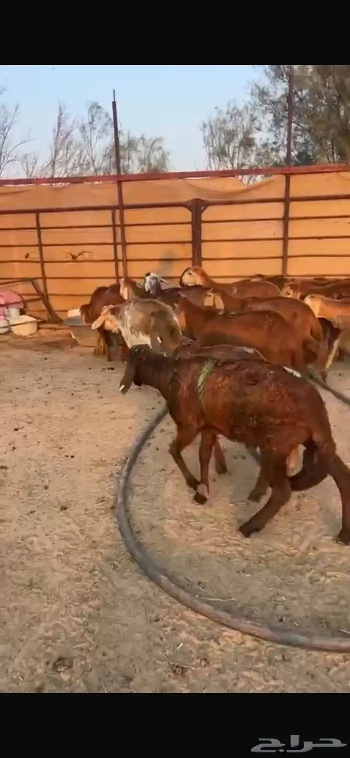 سواكن مرابي 3