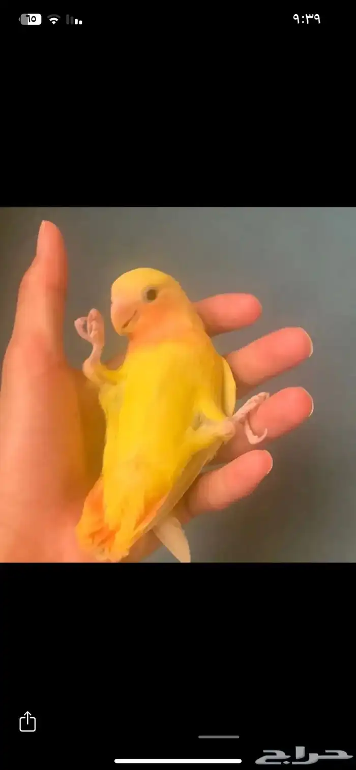 طير روز لاتينو اليف جدا هدد داخلي وخارجي عيون حمرا 1