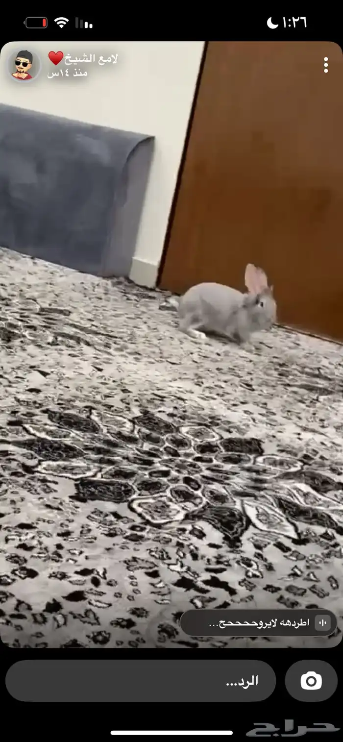 ارنب للبيع ما نختلف في السعر 1