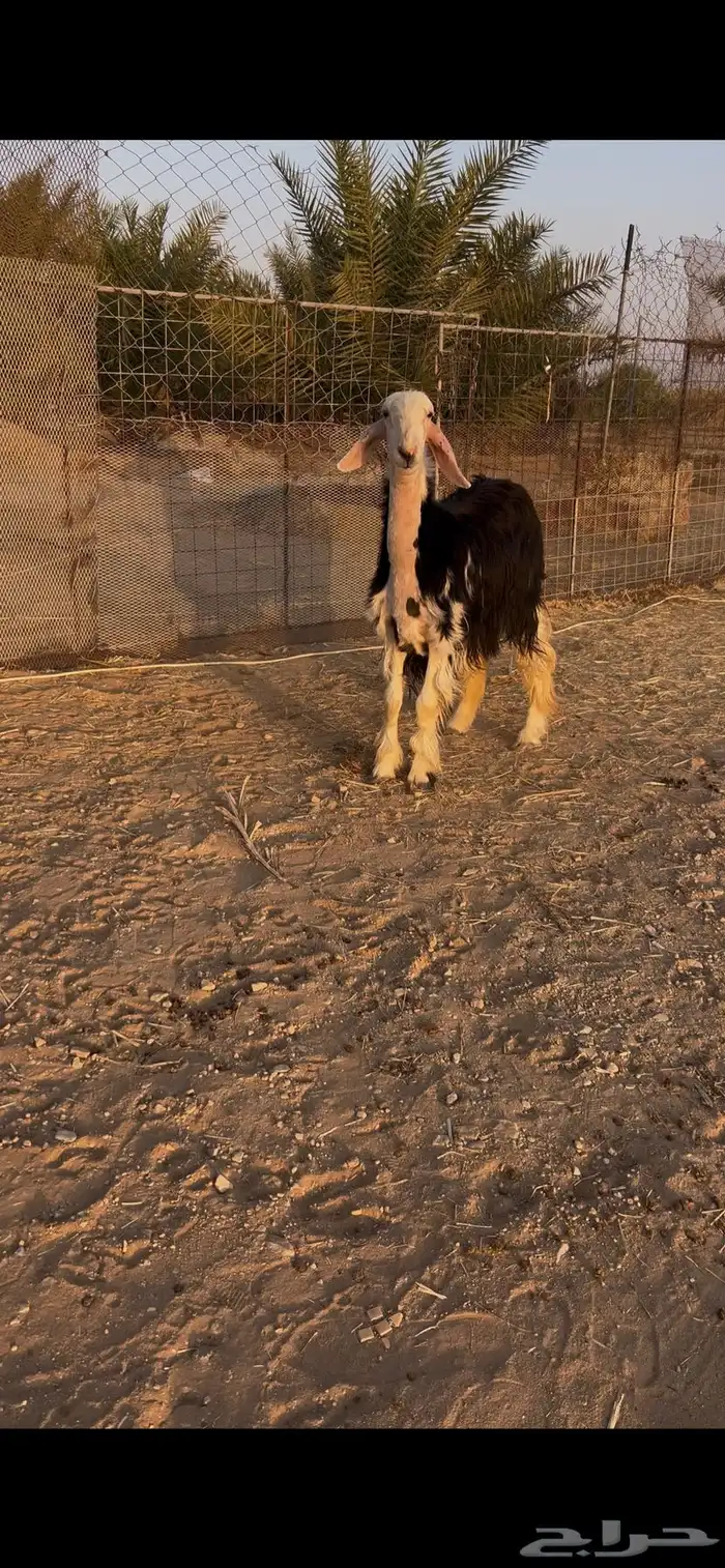 رخل ثنيه للبيع 0