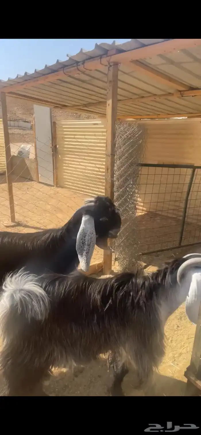 تيوس جذعان أعمار 9 شهور تمم البيع خارج الموقع 1