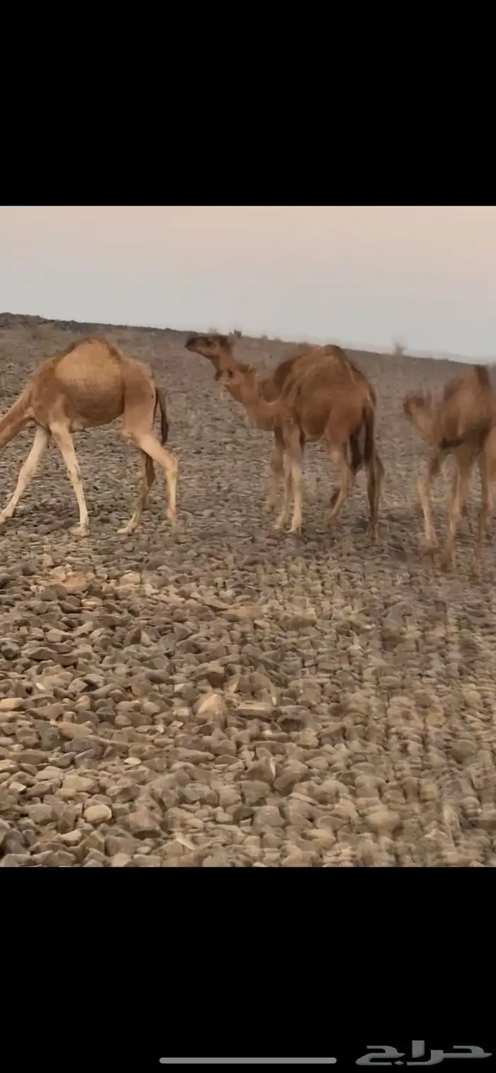 قعدان وبكار 0