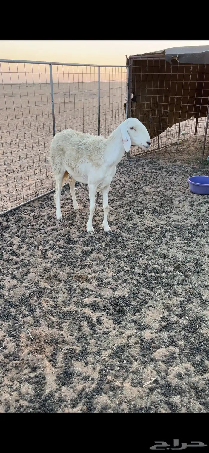 فحل حري فاخر 0