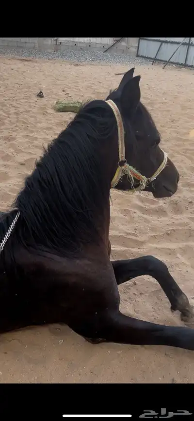 حصان واهو حفيد الشقب index