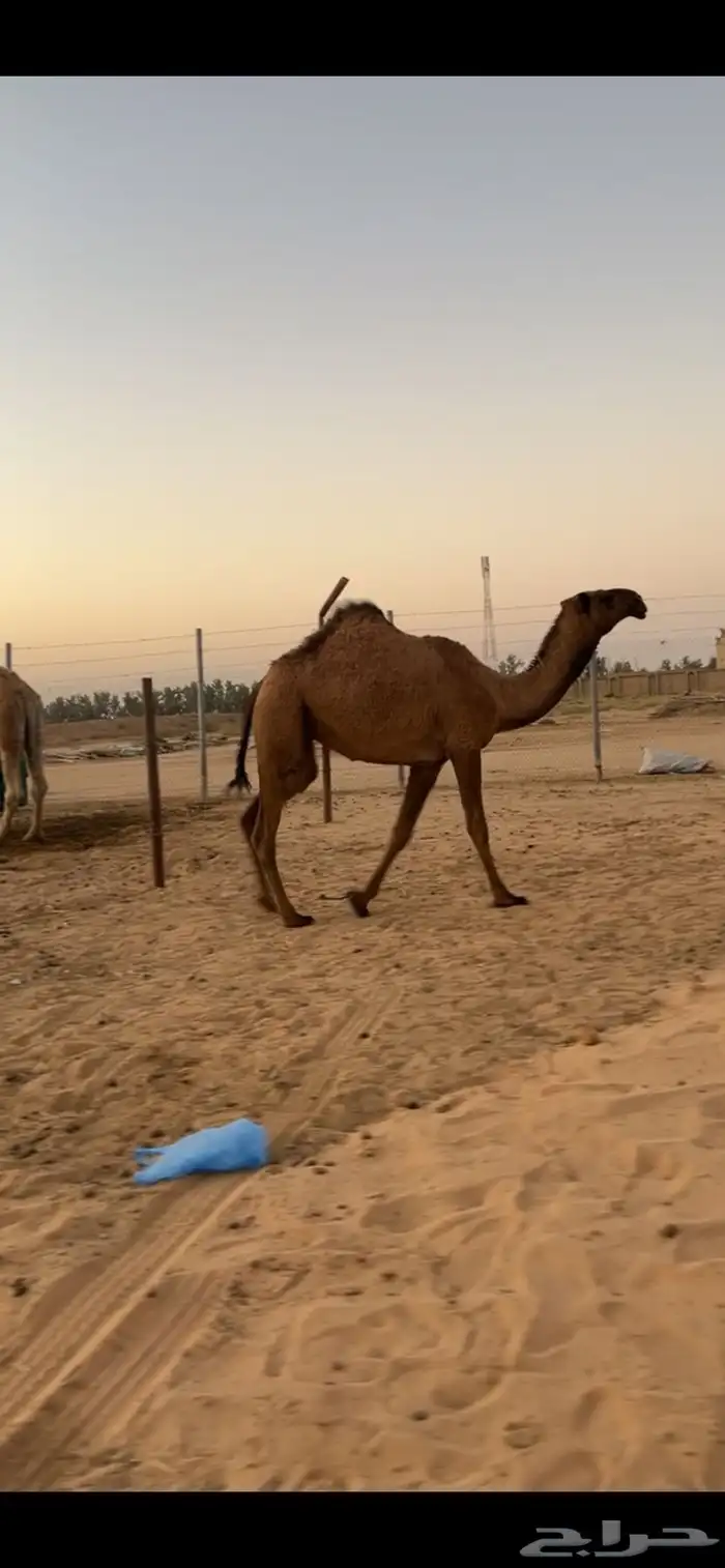 صفراء حقه كفوو 2