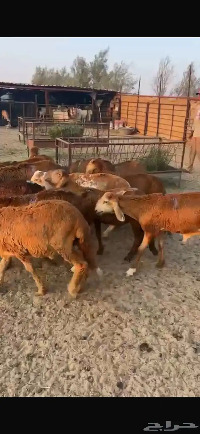 سواكن مرابي 0