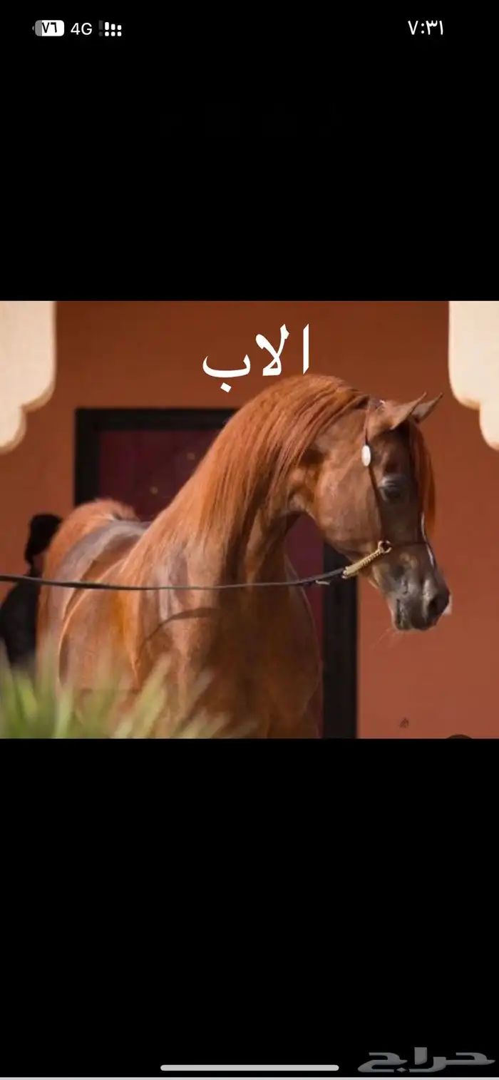 فرس شخيه بنت مستر ايمج 0