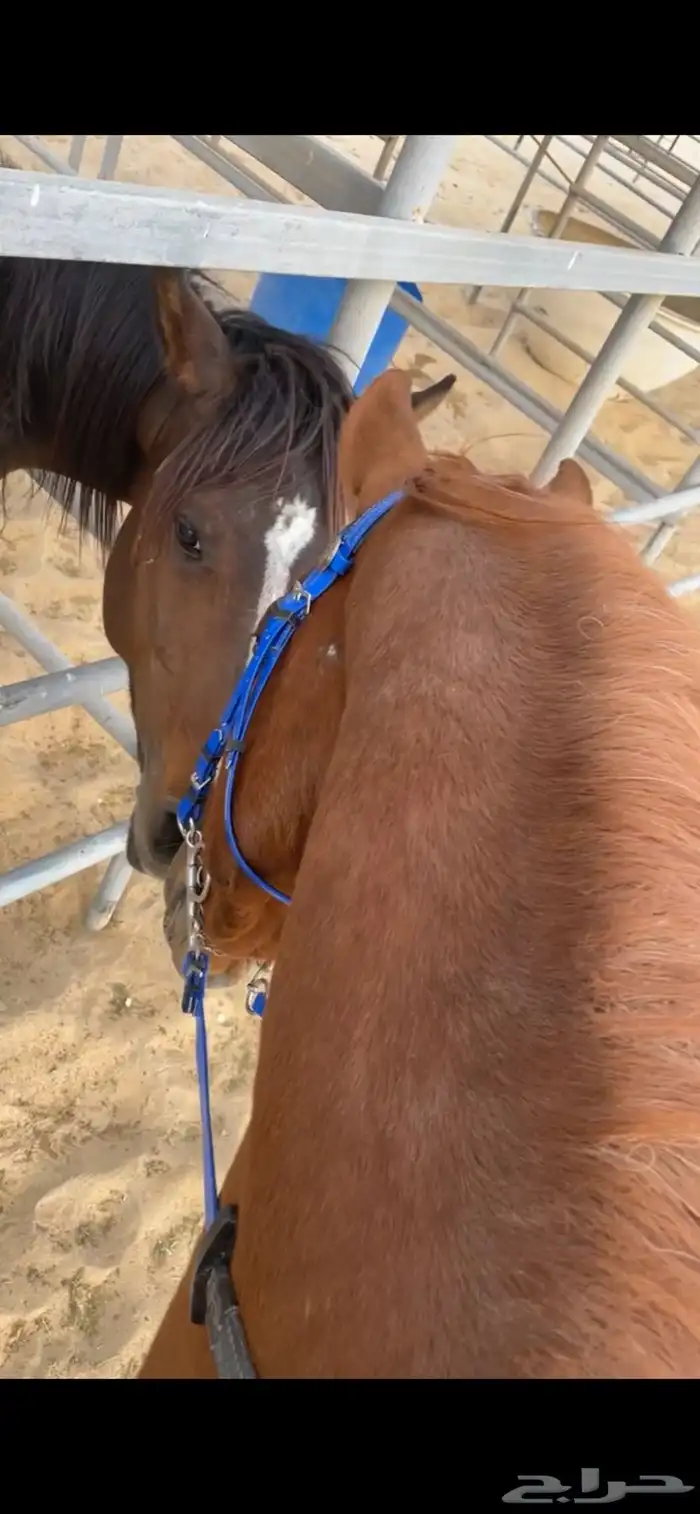 حصان مصري شعبي 4