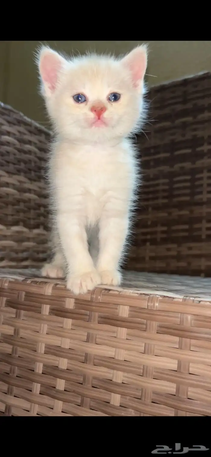 قطط للبيع 1