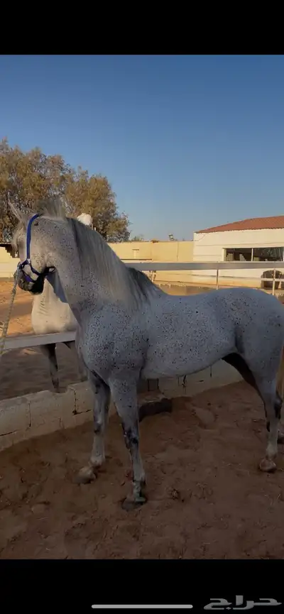 حصان واهو index