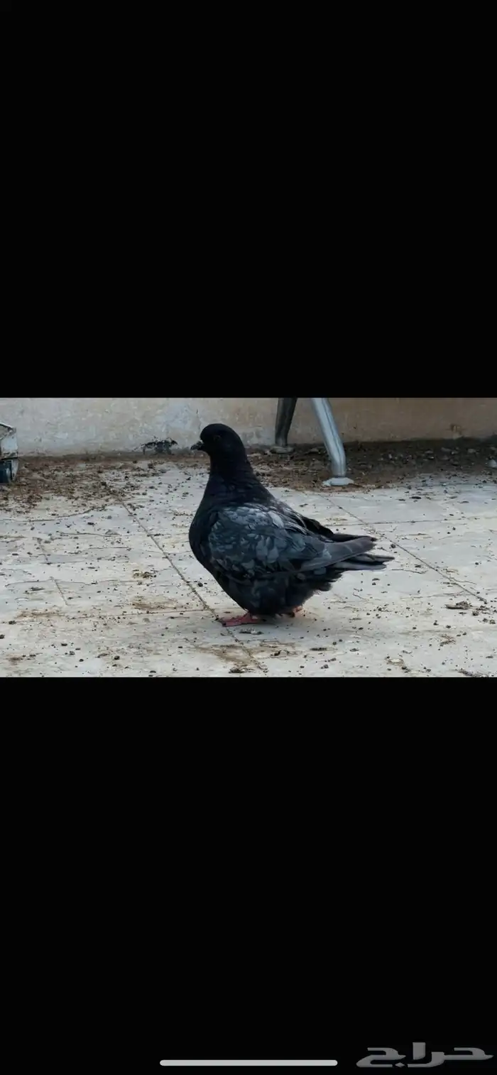 انثى فرش اندونيشن 0