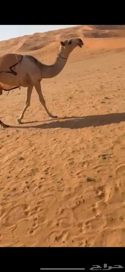 للبيع بكره مفروده باتليه 0