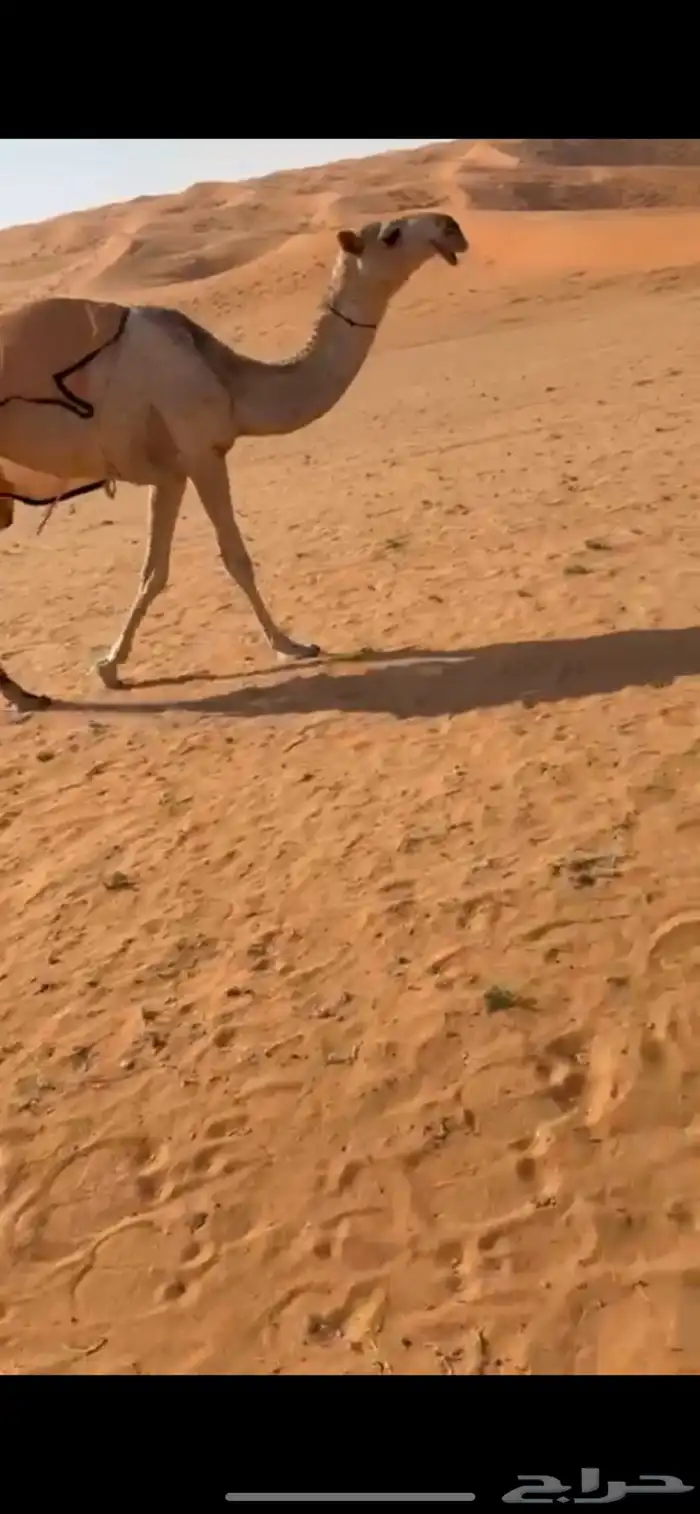 للبيع بكره مفروده باتليه 0