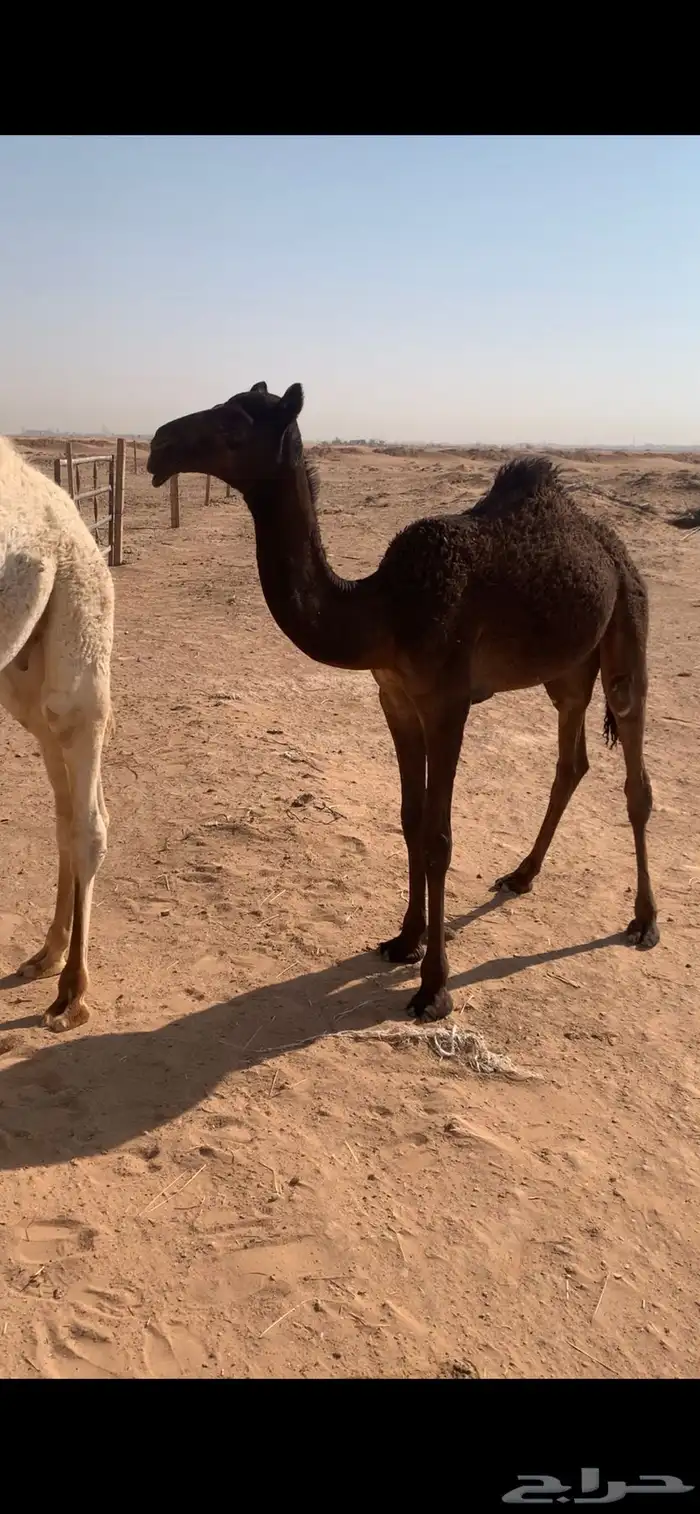 حواره على الوافي 6