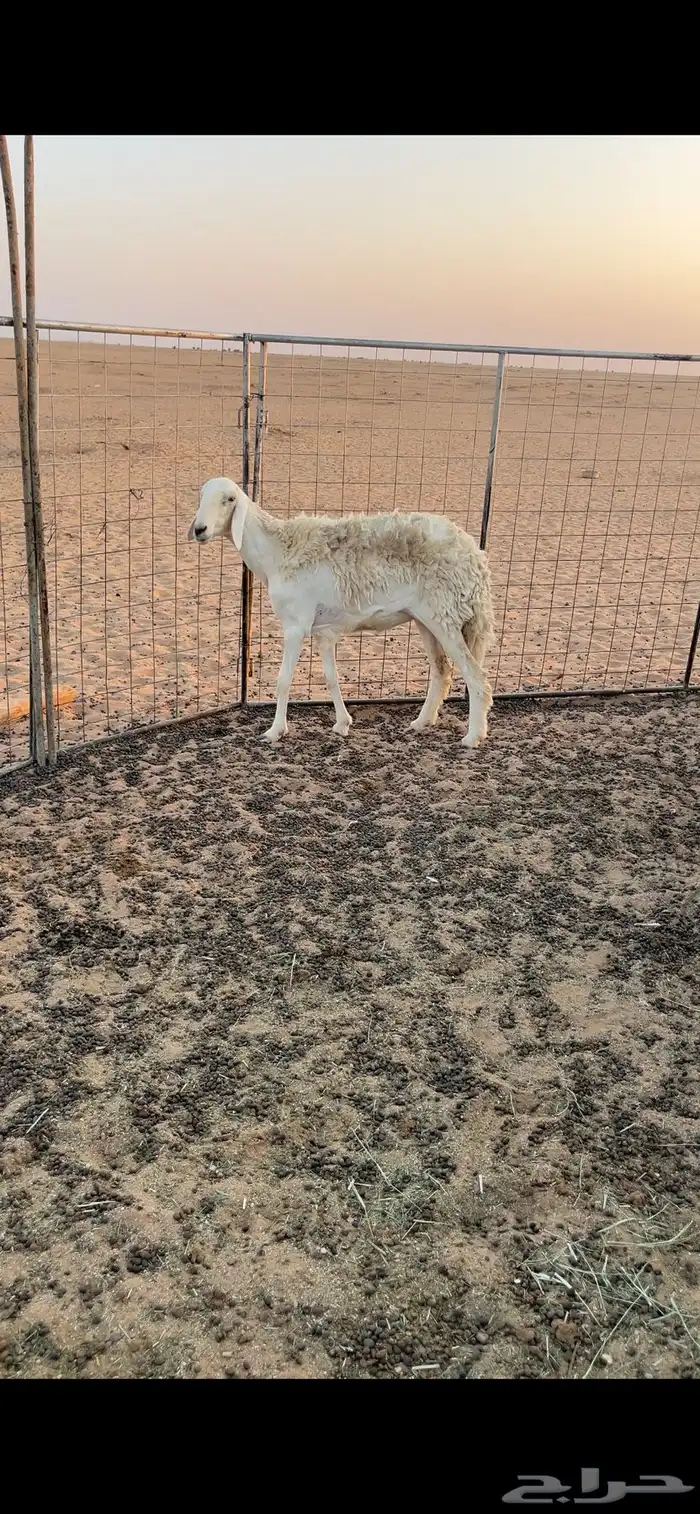 فحل حري فاخر 1