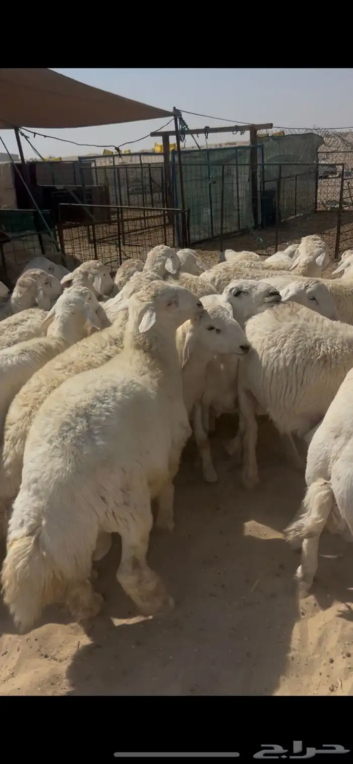 حريات جبر ناهي ووسط كفو ونعيم جبر ناهي ووسط كفو وهرافي 14