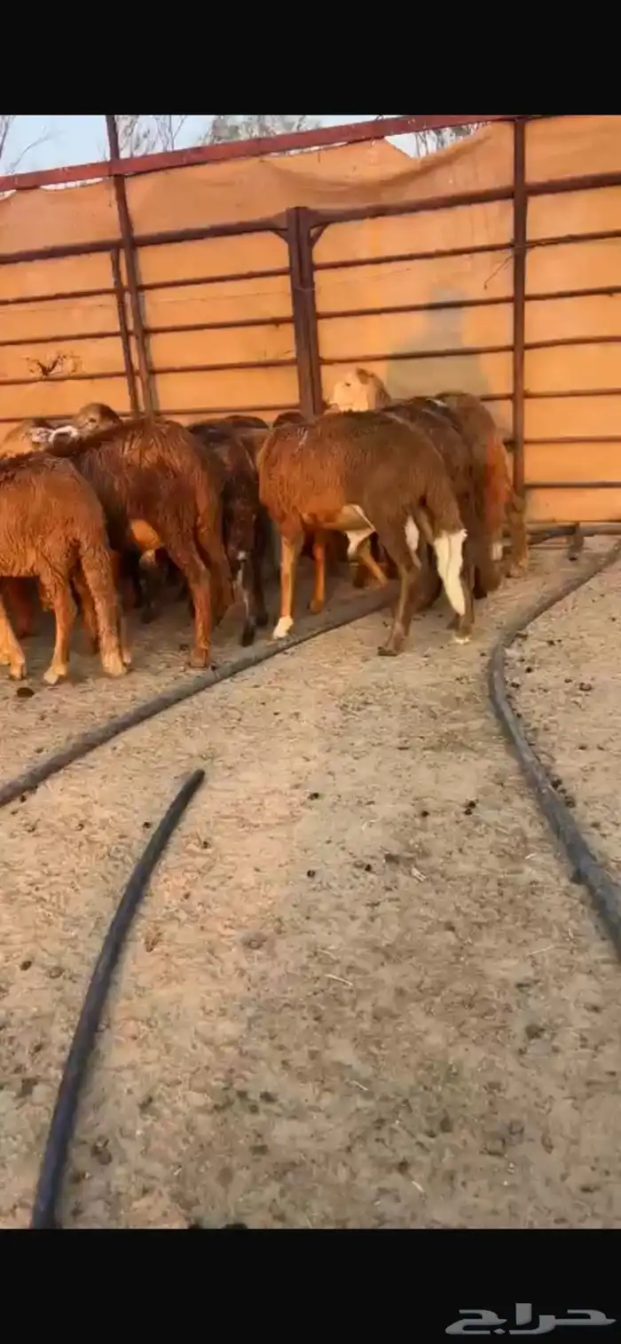 سواكن مرابي 4