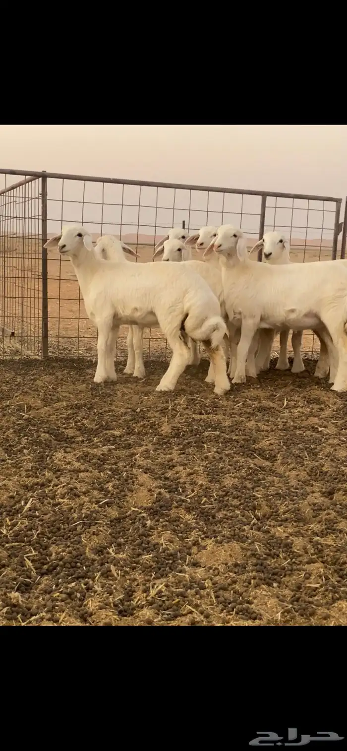 رخال حريات 2