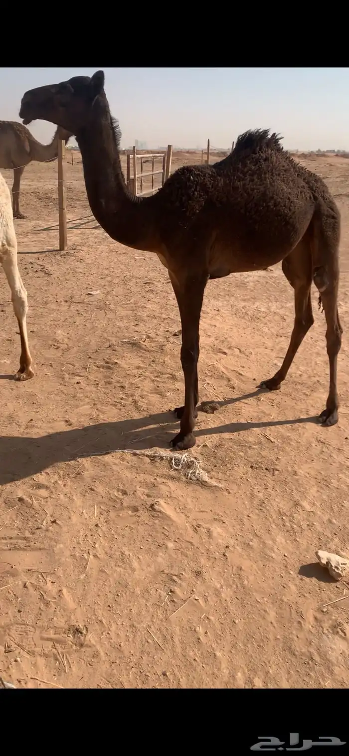 حواره على الوافي 7