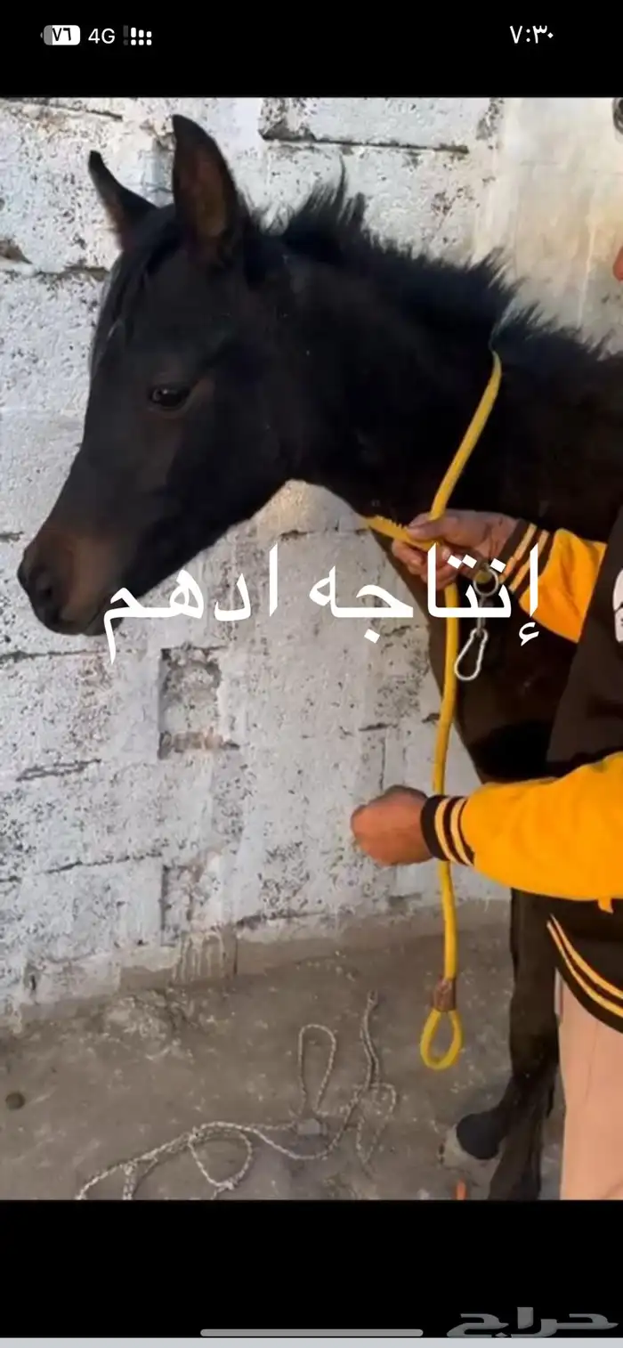 فرس شخيه بنت مستر ايمج 1