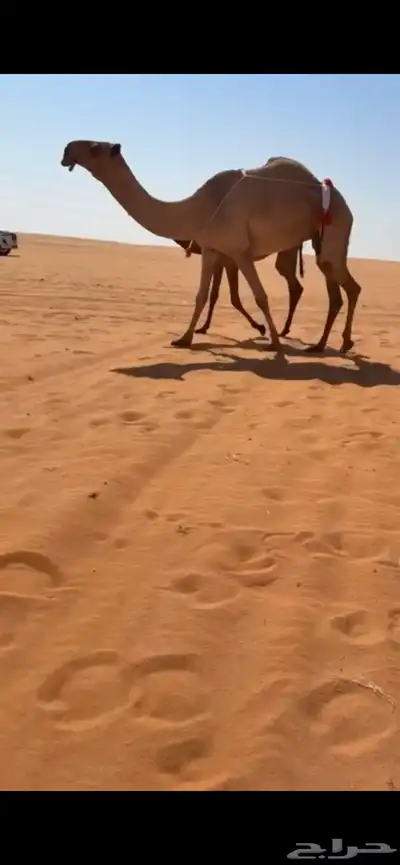 عشرا كفو منتج تحتها بكره طيبه 0