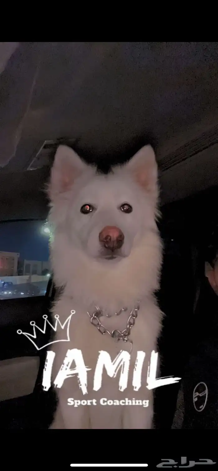 هاسكي فل وايت 2