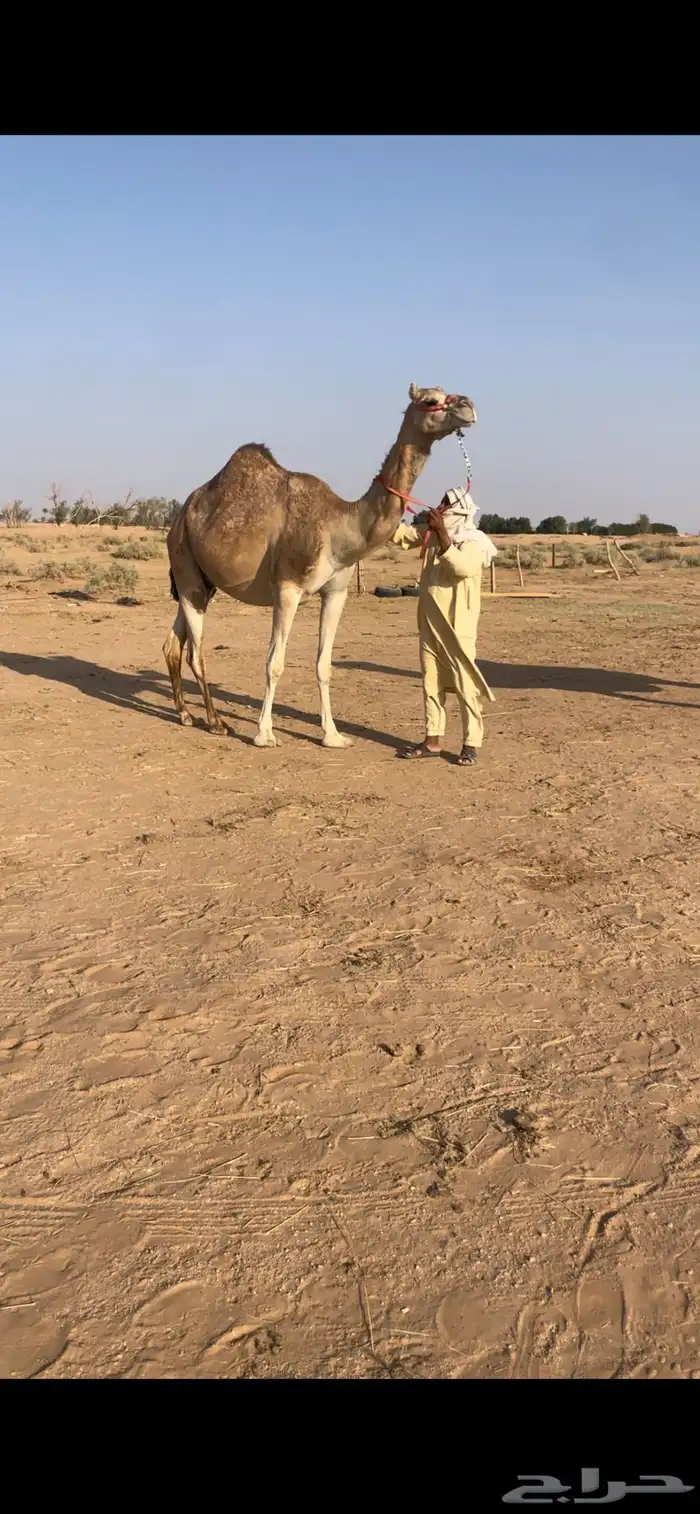 حمرا رحول ابل (( ملاقي قربب )) 1