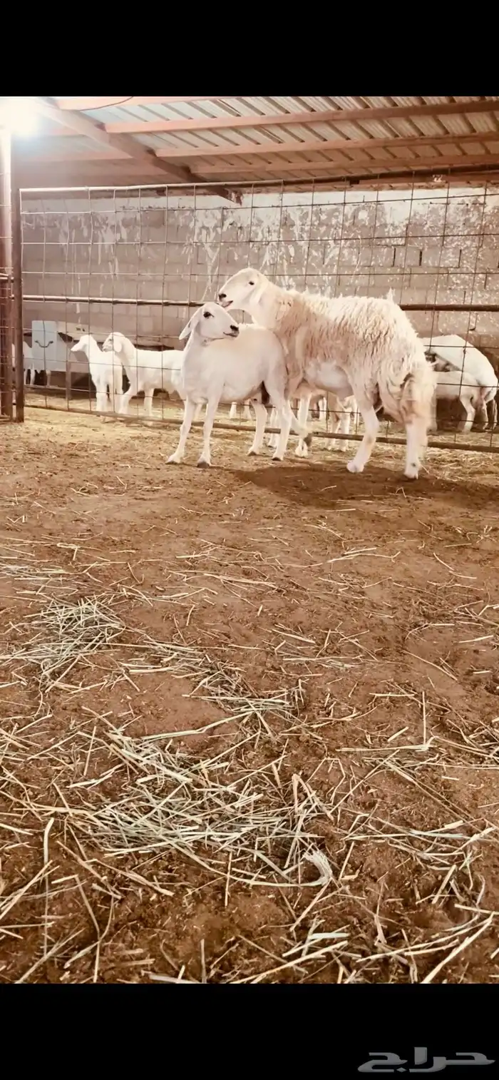 فحل حري طيب وصنف 0