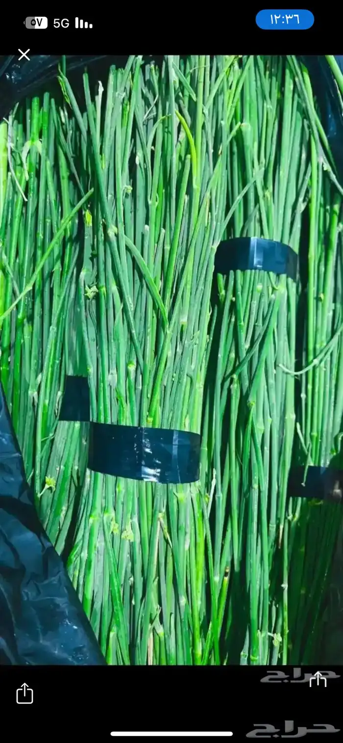 مرخ كفو ب20 0