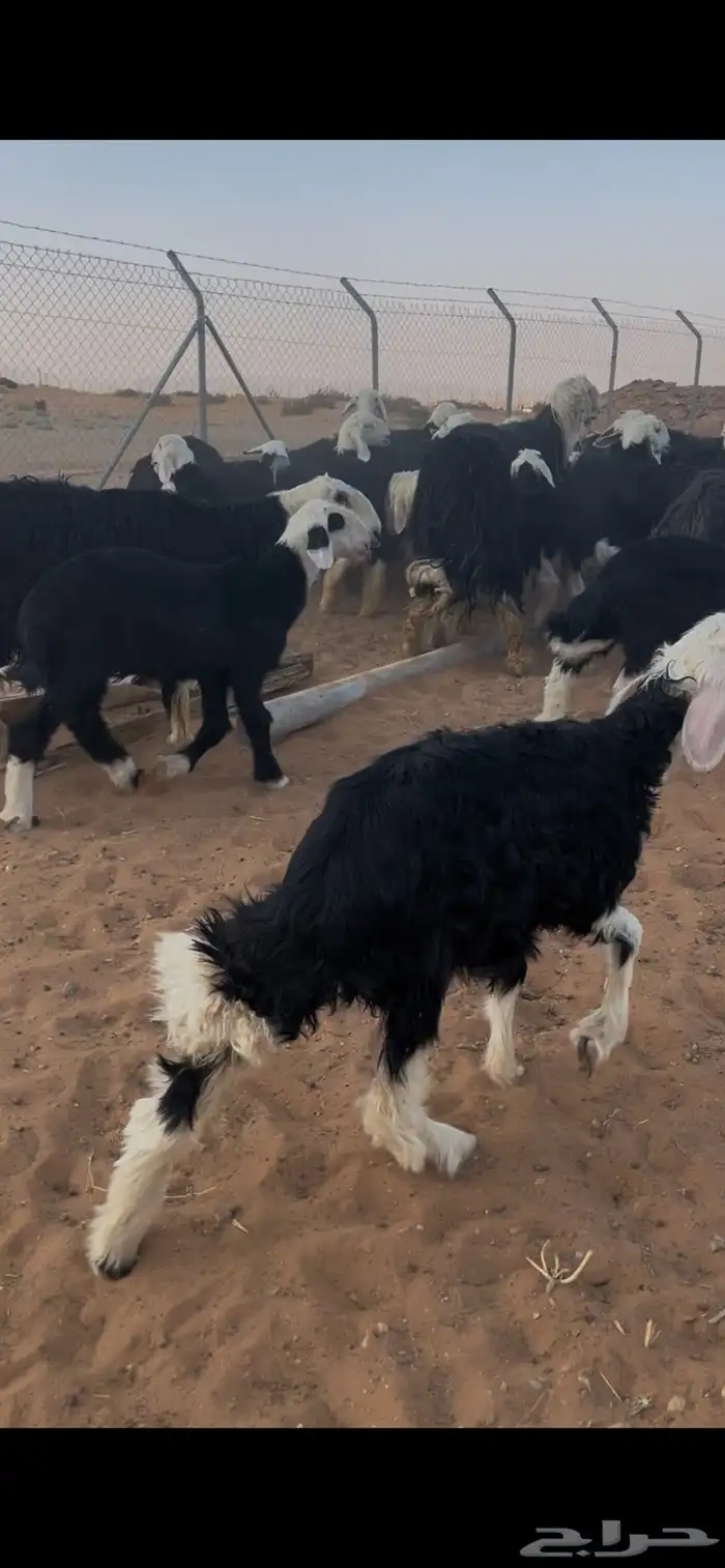 للبيع غنم نجد العدد 44 11