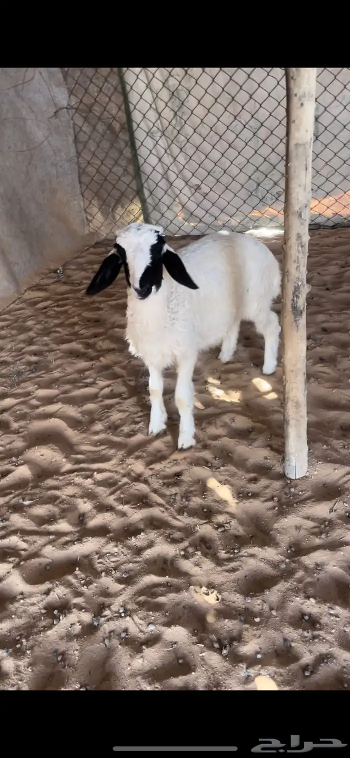 للبيع خروف سمين ونضيف 0