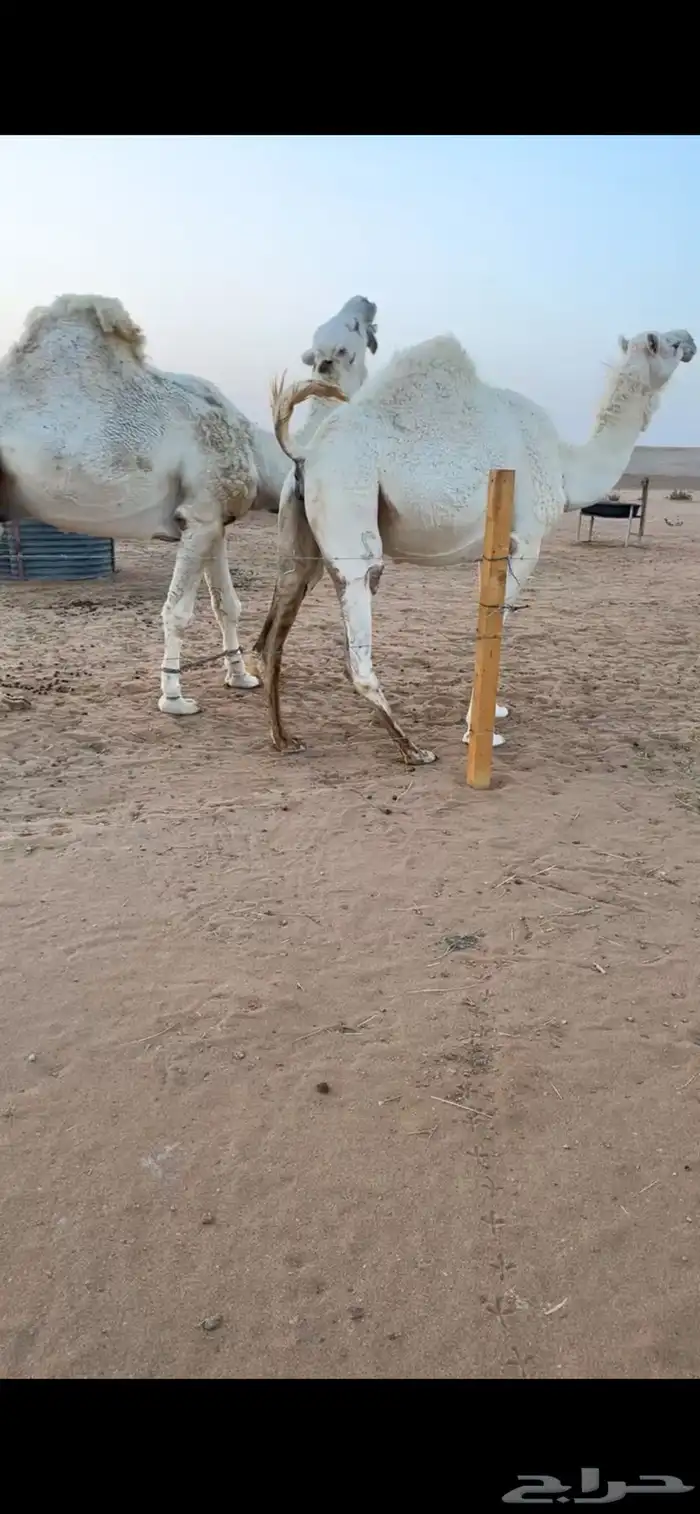 للبيع لقحه كفو سنها ثنيه لها ف لقاح 8 شهور وفوق ف ضرماء 0