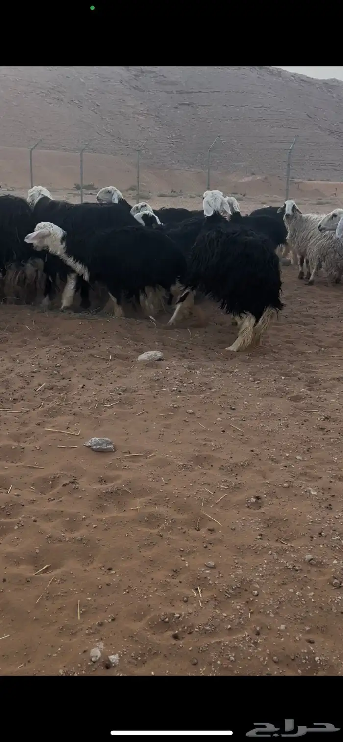 للبيع غنم نجد العدد 44 5