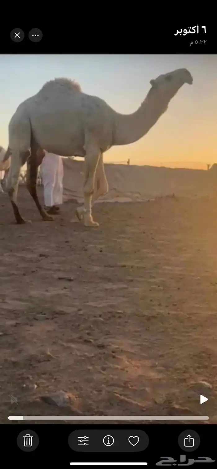 قعود جذع باتلي امه غيثيه وعليها وسم ال سباع المساعره 0