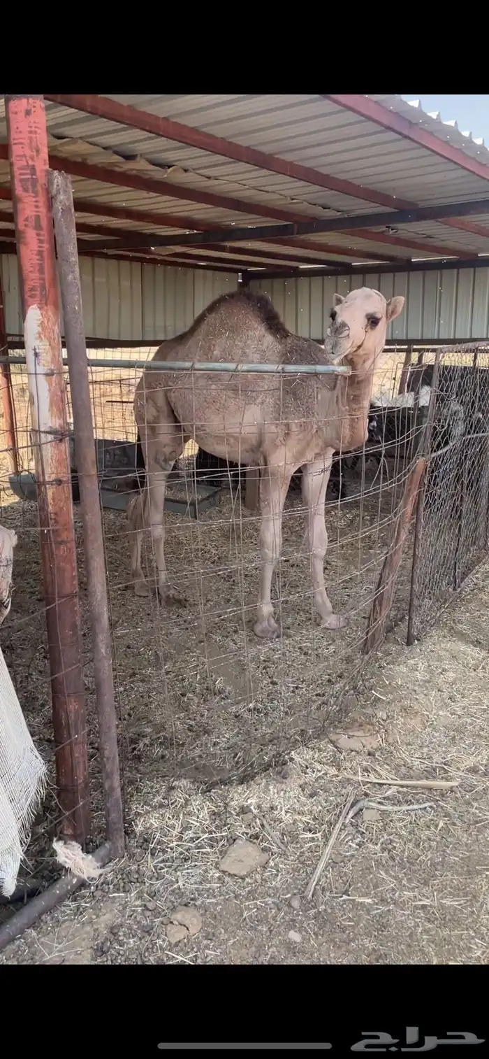 قعود طيب ومغلق 0