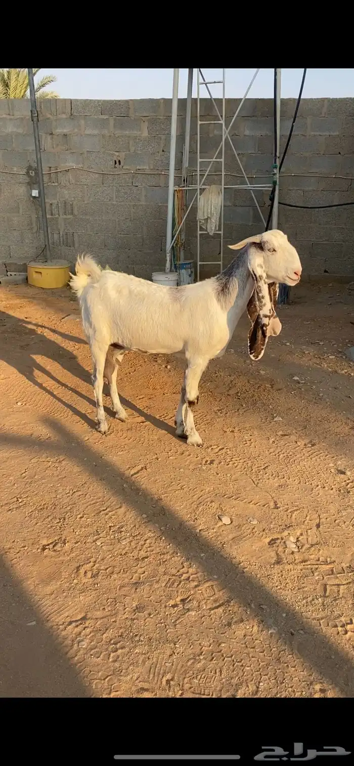 مشروكة جرم طيب حليب 2