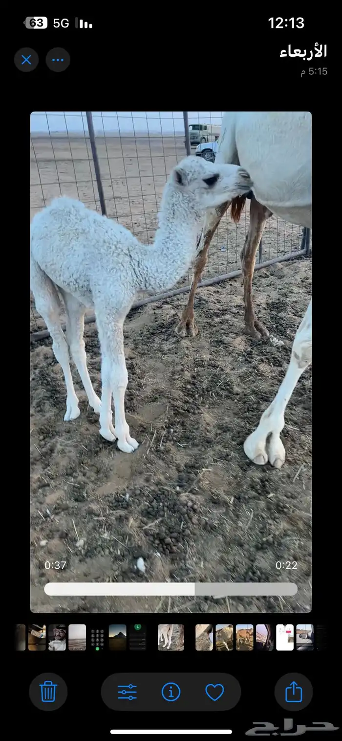 خلفه للبيع حضرة قعود 0