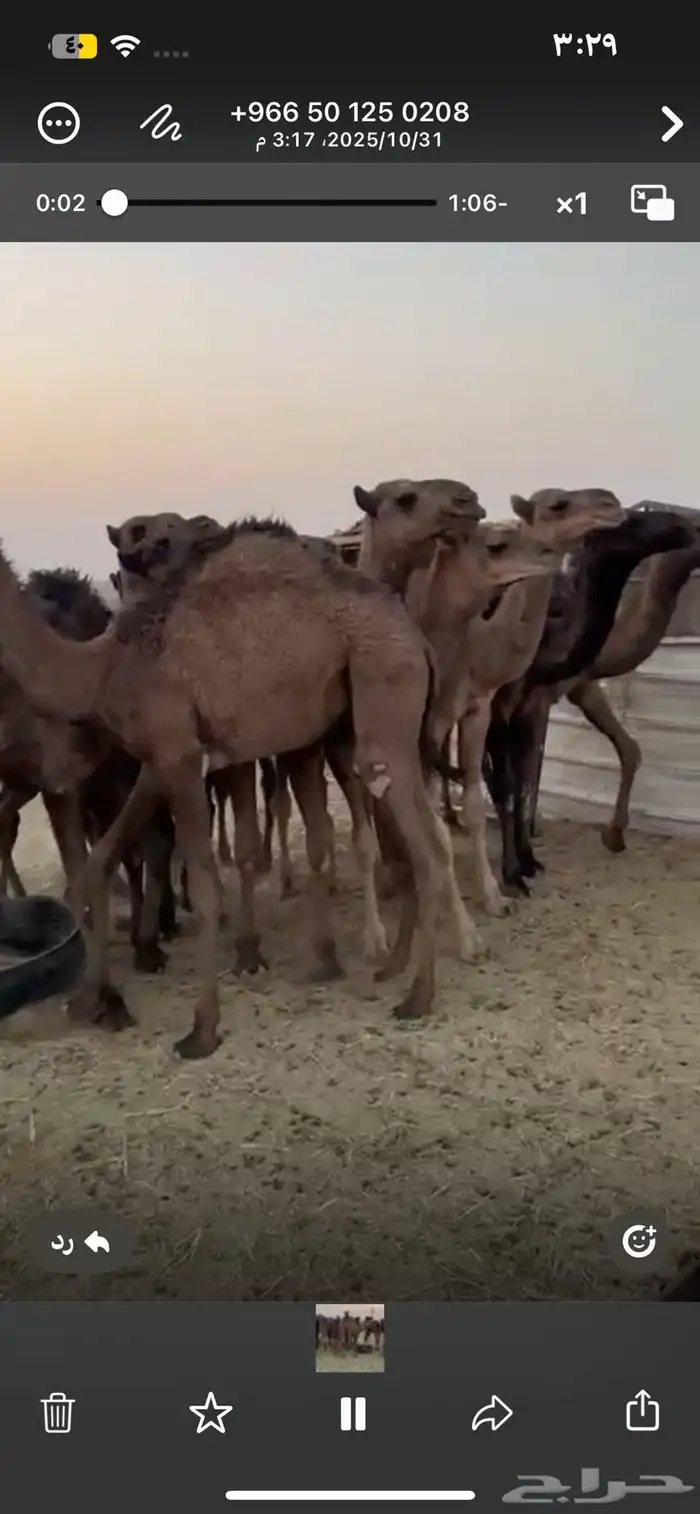 للبيع حشو نظاف العدد13 فيهن بكره واحده 0