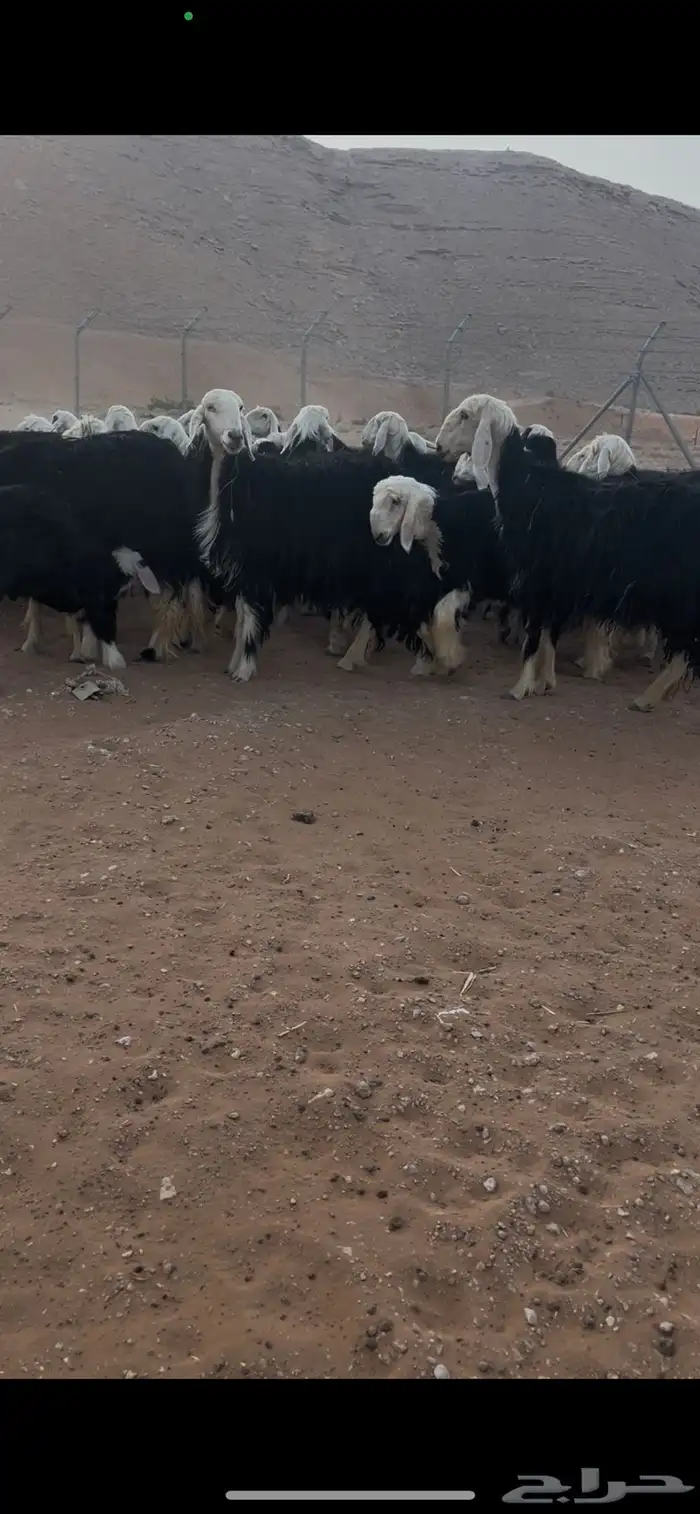 للبيع غنم نجد العدد 44 7