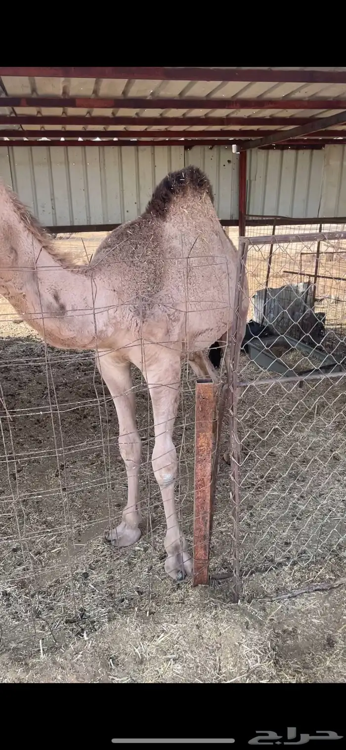 قعود طيب ومغلق 1