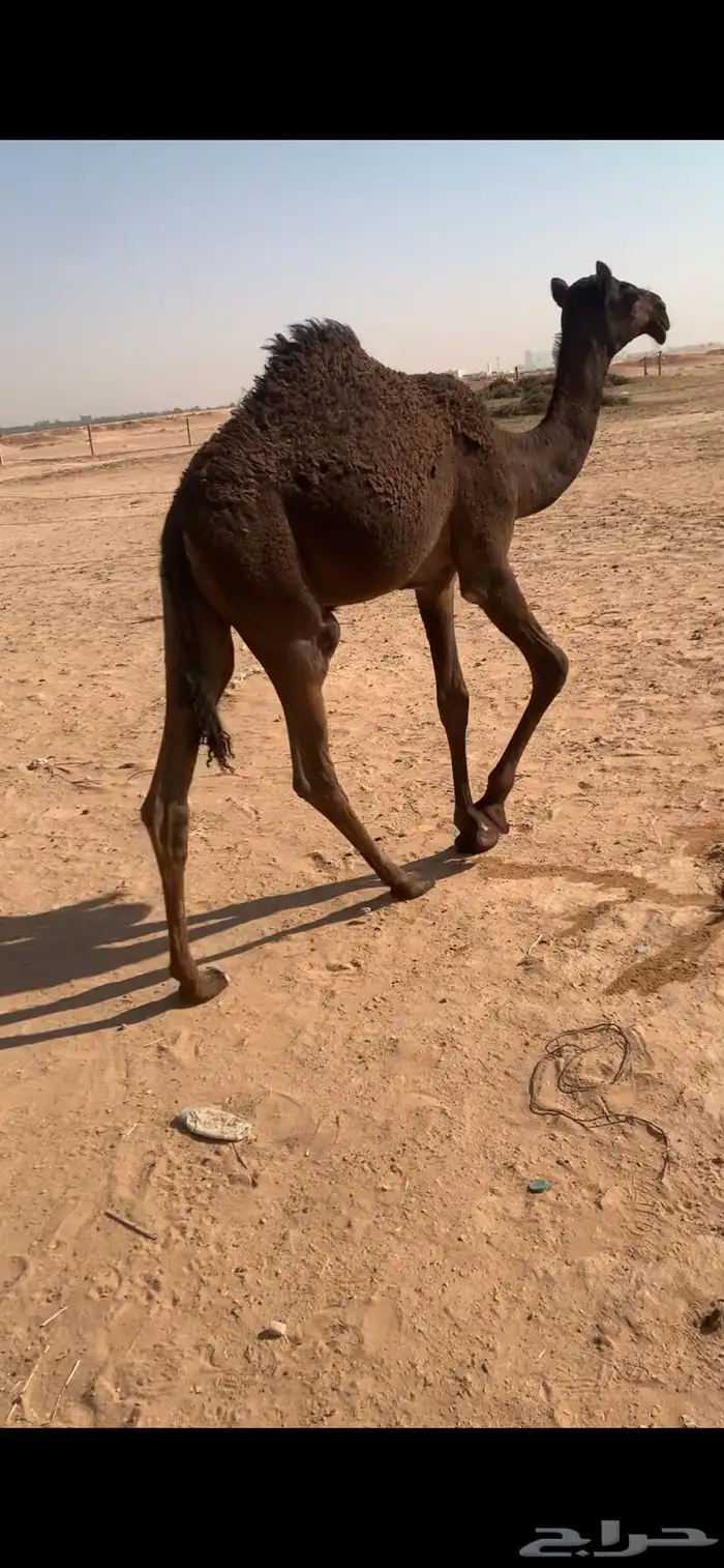 حواره على الوافي 4