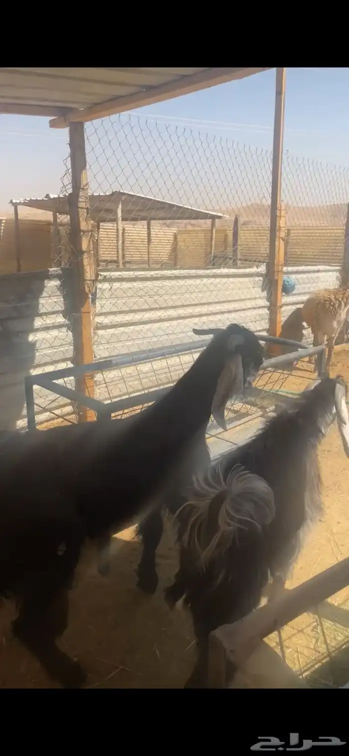 تيوس جذعان أعمار 9 شهور تمم البيع خارج الموقع 4