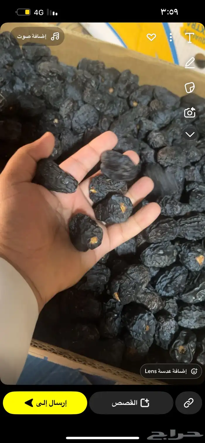 عجوه حبه كبيره فاخره رقم 1 نظيفه مبرومه لون سود 1