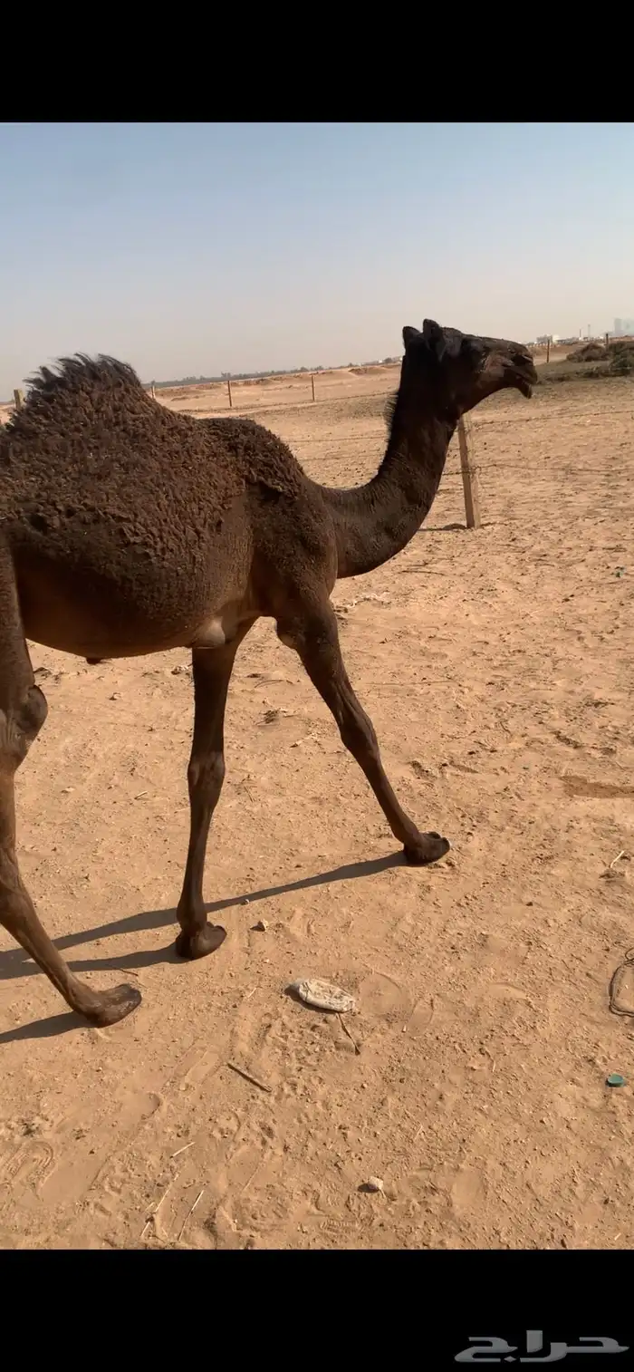 حواره على الوافي 3