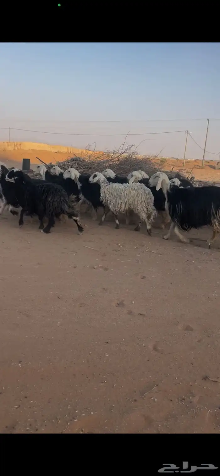 للبيع غنم نجد العدد 44 0