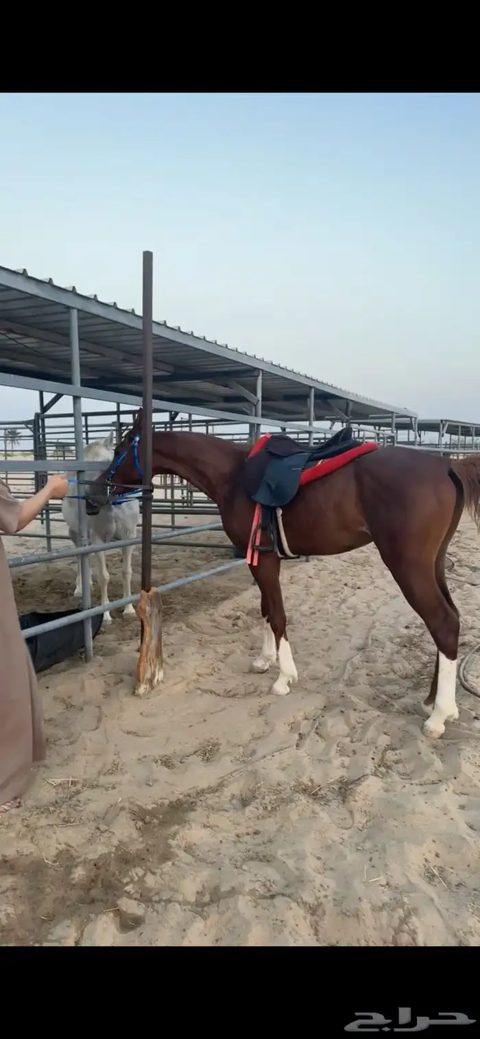 حصان مصري شعبي 3