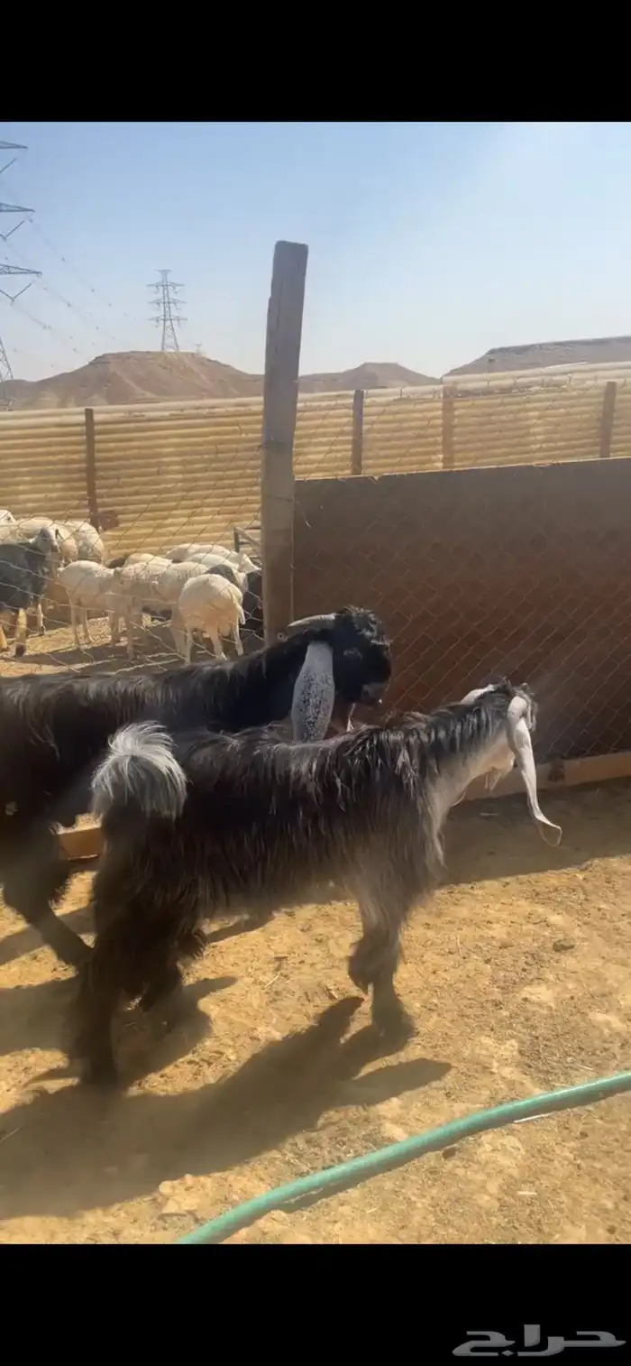 تيوس جذعان أعمار 9 شهور تمم البيع خارج الموقع 0