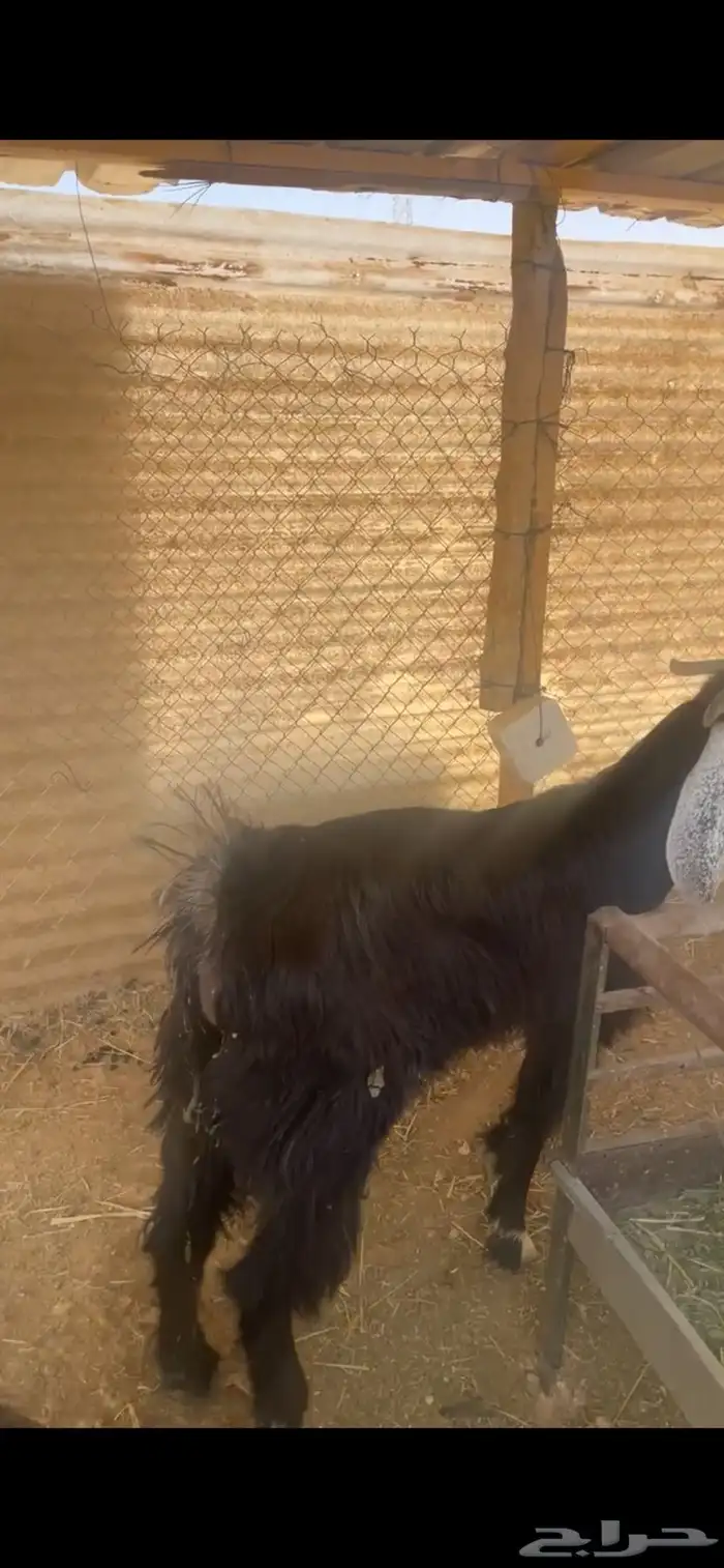 تيوس جذعان أعمار 9 شهور تمم البيع خارج الموقع 3