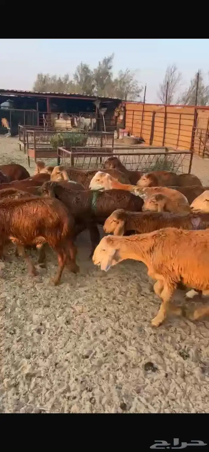 سواكن مرابي 1